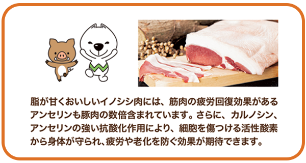 イノシシ肉の説明